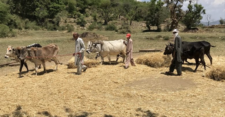 Kallar Syedan; Traditional way of wheat harvesting (Video report)