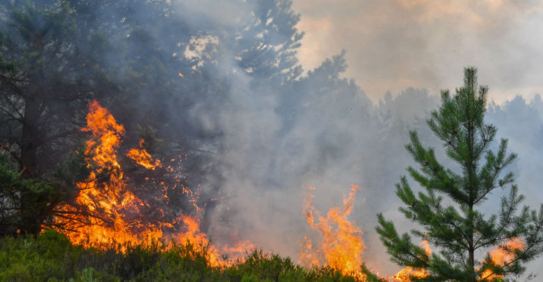 Kahuta; Dense and tall forests of Panjar area of Kahuta were engulfed in severe fire. Kahuta; Dense and tall forests of Panjar area of Kahuta were engulfed in severe fire.