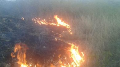 Kallar Syedan; Fire at Sakot jungle causes devastation, loss of cattle and tree reported