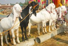 Kallar Syedan: Goat Thieves Strike, Seven Goats Stolen in One Night