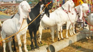 Kallar Syedan; Goat stealing attempt foiled in Morra Phadiyal region of Kallar