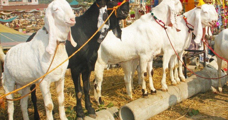Kallar Syedan; Goat stealing attempt foiled in Morra Phadiyal region of Kallar