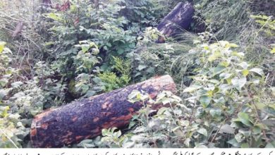 Kahuta; timber mafia continue to cut tree with cooperation of forest dept officials Kahuta; timber mafia continue to cut tree with cooperation of forest dept officials