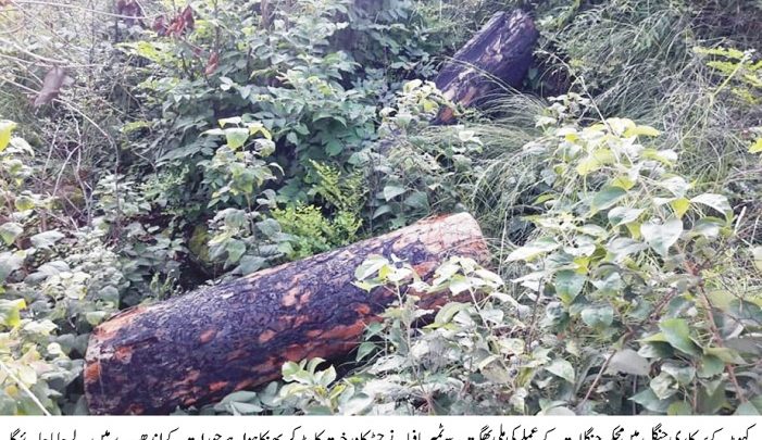 Kahuta; timber mafia continue to cut tree with cooperation of forest dept officials