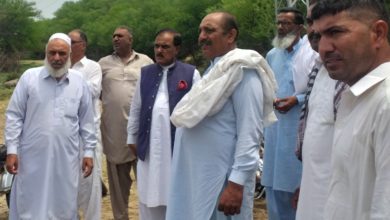 Gujar Khan; Many Caror rupees worth of valuable timber stolen from government forest in Gujar Khan region