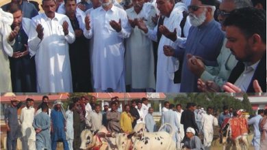 Dadyal, AJK; Bulls owned by Ch Ayaz of Chilo Mirgala win races held at Sain Ni Ban, Dadyal bull races ( See video report)