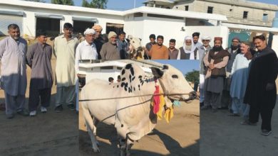 Choa Khalsa; Haji Ch Khurshid of Slough donate bull for millad (See video report)