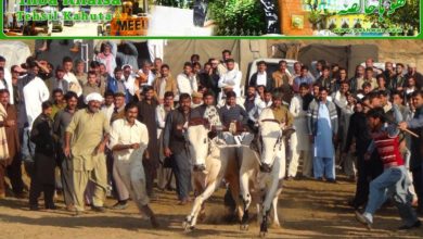 Kahuta; Master Asim of khandah and Haji Iftikhar Khor bulls win races in Thoa Khalsa (See video report)