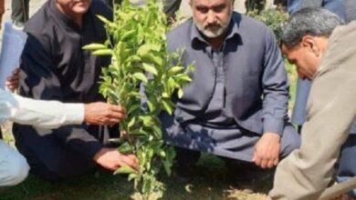Kahuta: Plantation campaign started in Government High School Hothla