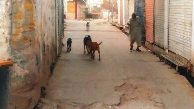 Kallar Syedan: Stray Dog Attacks Goat in Tal Khasla, Shot Dead by Local Youth