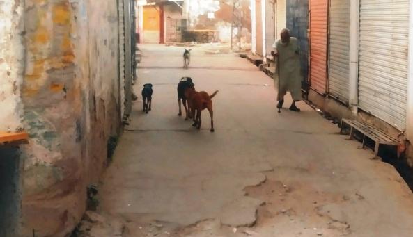 Kallar Syedan: Stray Dog Attacks Goat in Tal Khasla, Shot Dead by Local Youth