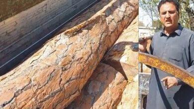 Kahuta: Timber mafia stolen pine tree seized from Panjar jungle area