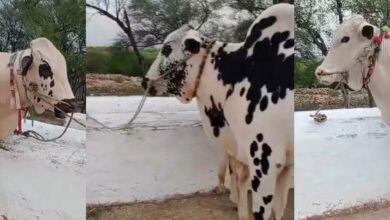 Gujar Khan: Four bullocks worth Rs 30 lakh were stolen from Gujar Khan, New Jarmot