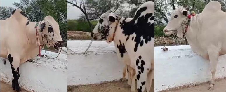 Gujar Khan: Four bullocks worth Rs 30 lakh were stolen from Gujar Khan, New Jarmot