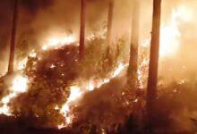 Kahuta: Forest Fire in Jungle No. 71 Injures Forest Department Firefighter During Rescue Operation