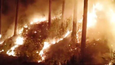 Kahuta: Due to the collusion of timber mafia and the forest department, the dense green forests of Kahuta tehsil were engulfed in fierce fire