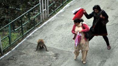 Kahuta: A stray monkey spread terror near Dera Mushtaq Shah Bazaar, injuring around 10 people in a week