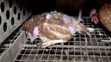 Kallar Syedan: Fines Imposed for Illegal Poultry Sale and Overpricing, Several Businesses Sealed