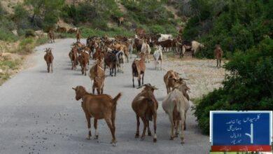 Kallar Syedan: Wandering Cattle Cause Traffic Chaos in Kallar Syedan, Leading to Accidents and Injuries
