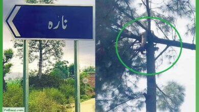 Kahuta: Tragic Incident in Nara Union Council: Worker Dies Under Felled Cedar Tree