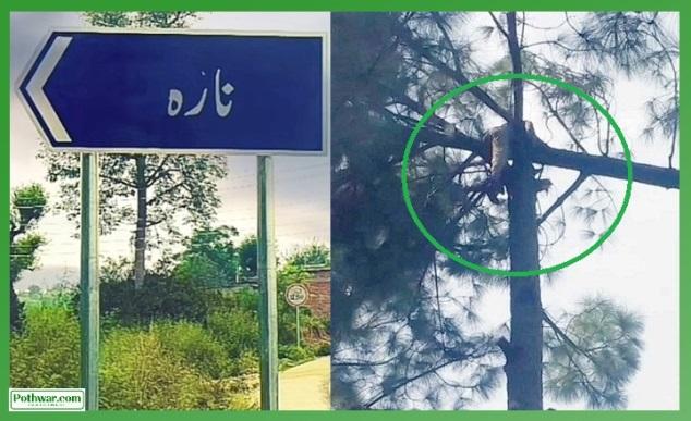 Kahuta: Tragic Incident in Nara Union Council: Worker Dies Under Felled Cedar Tree