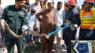Kallar Syedan: Rescue 1122 Safely Captures Python Inside House in Skot