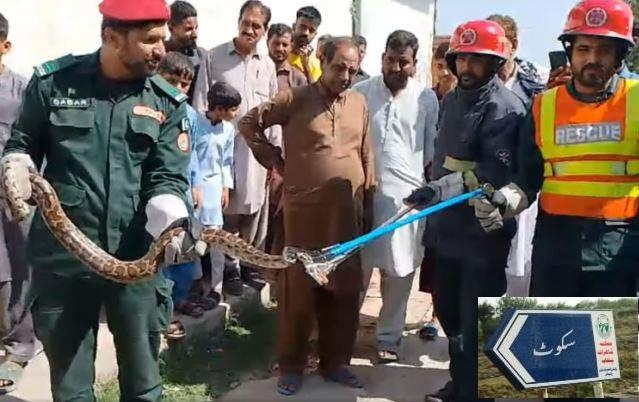 Kallar Syedan: Rescue 1122 Safely Captures Python Inside House in Skot