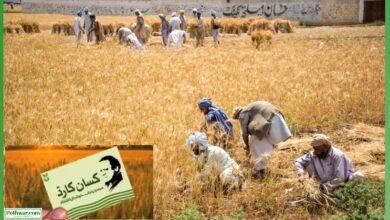 Kallar Syedan: Kisan Card Facilitation Center Established at Agriculture Office in Kahuta for Farmers’ Assistance