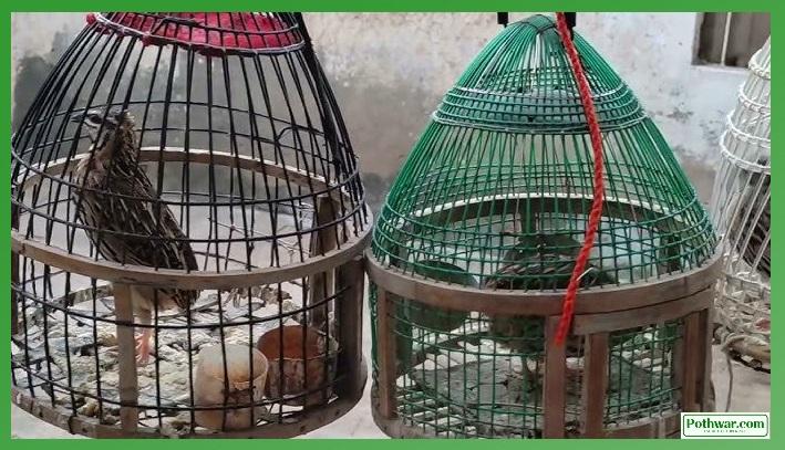 Gujar Khan: Five Gamblers Arrested for Betting on Quail Fights