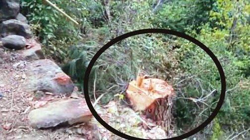 Kahuta: Timber Mafia Ravages Kahuta Forests with Help from Forest Department Officials