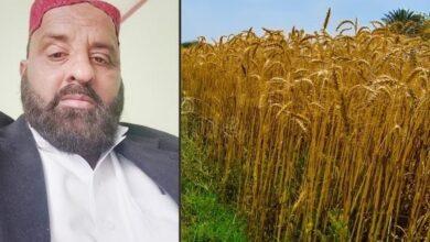 Kahuta Farmer Raja Muhammad Faisal Wins First Place in Wheat Yield Competition Across Rawalpindi Division