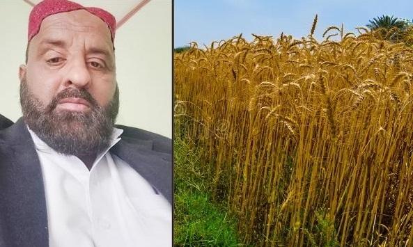 Kahuta Farmer Raja Muhammad Faisal Wins First Place in Wheat Yield Competition Across Rawalpindi Division Kahuta Farmer Raja Muhammad Faisal Wins First Place in Wheat Yield Competition Across Rawalpindi Division