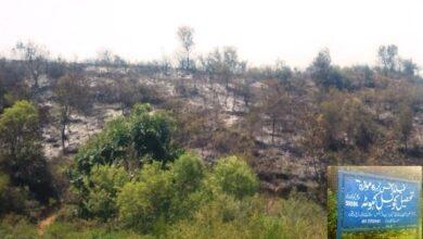 Kahuta: Forest Fires Continue Unabated in Mowara – Beautiful Woodlands Reduced to Ashes