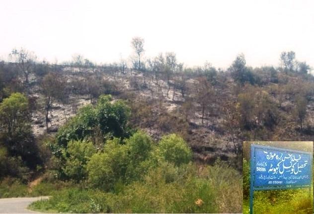 Kahuta: Forest Fires Continue Unabated in Mowara – Beautiful Woodlands Reduced to Ashes