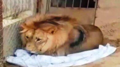 Gujar Khan: African Lion Recovered in Bewal; Wildlife Department Conducts Major Operation
