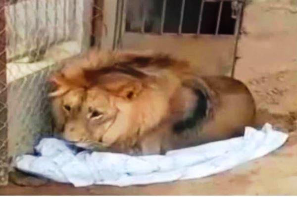 Gujar Khan: African Lion Recovered in Bewal; Wildlife Department Conducts Major Operation