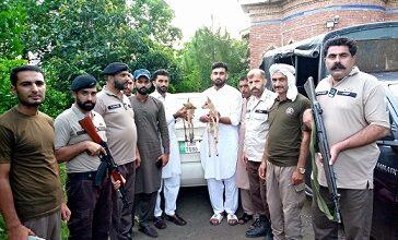 Kahuta: Police in Kahuta Foil Illegal Fawn Smuggling Operation