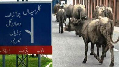 Kallar Syedan; Stray Cattle Take Over Roads, Authorities Remain Silent