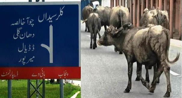 Kallar Syedan; Stray Cattle Take Over Roads, Authorities Remain Silent
