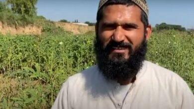 Kallar Syedan: Rising Costs Force Farmers in Choa Khalsa and Nearby Areas to Abandon Vegetable Cultivation