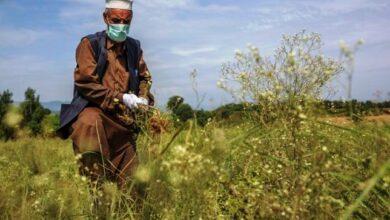 Kallar Syedan: Invasive Weeds Threaten Farmers crops