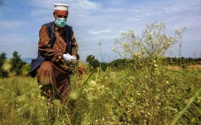 Kallar Syedan: Invasive Weeds Threaten Farmers crops