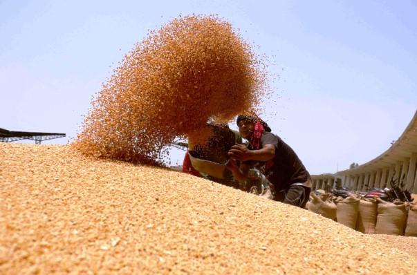 Kallar Syedan; Punjab Government Launches Farmer-Friendly Initiatives; Wheat Support Price Set at Rs. 3,500 per Maund