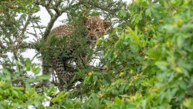 Kallar Syedan: Leopard Spotted in Kundiari and Sultan Khail; Wildlife Team Confirms Presence