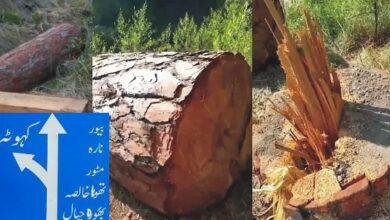 Kahuta: Illegal Logging Pushes Kahuta Forests to the Brink of Destruction