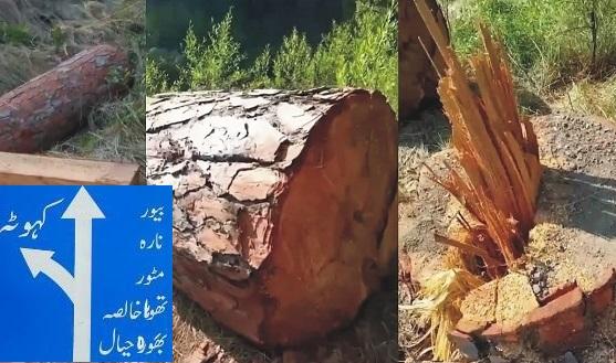 Kahuta: Illegal Logging Pushes Kahuta Forests to the Brink of Destruction