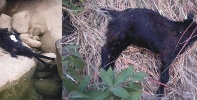 Kahuta: Stray Dog Attack Kills Seven Goats of Poor Man in Kahuta Area