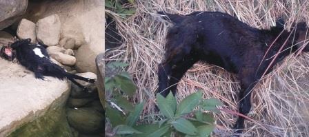 Kahuta: Stray Dog Attack Kills Seven Goats of Poor Man in Kahuta Area