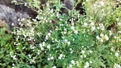 Rawat: Awareness Session Held in Murree Against Toxic Parthenium Weed
