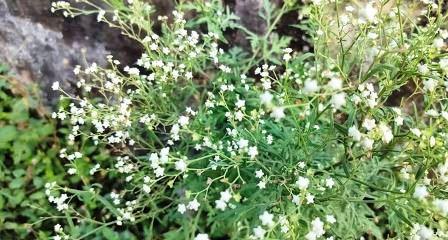 Rawat: Awareness Session Held in Murree Against Toxic Parthenium Weed